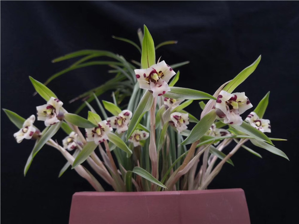 ☆ 中国春蘭 桃花無点系 朶朶香 花2付 日本春蘭 寒蘭 ☆