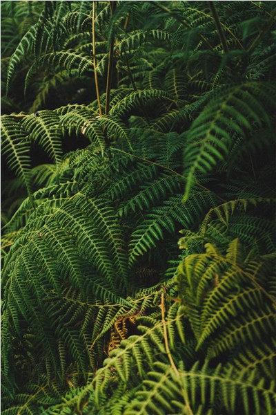 植物-品系百科