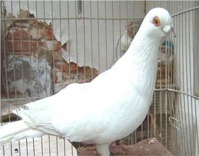 金眼白-品系百科