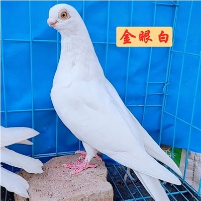 金眼白-品系百科