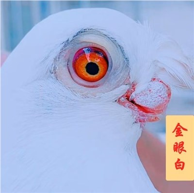 金眼白-品系百科