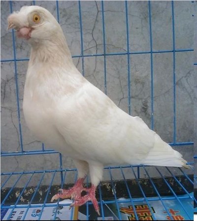 金眼白-品系百科