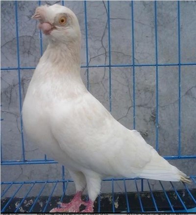 金眼白-品系百科