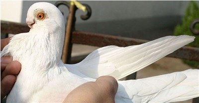 金眼白-品系百科