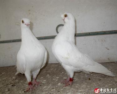 金眼白-品系百科