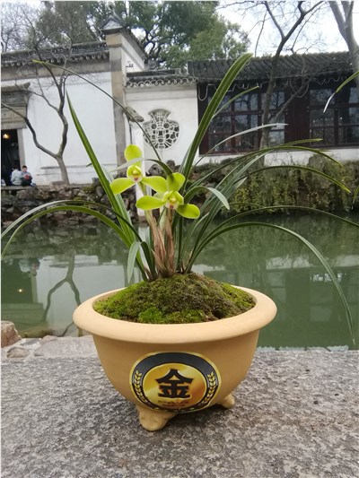 中国兰花-品系百科 中国兰花-品系百科