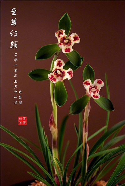 中国兰花-品系百科