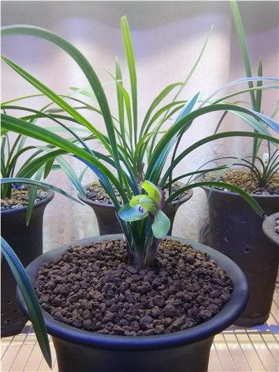 大富贵-品系百科