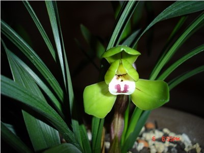 大富贵-品系百科