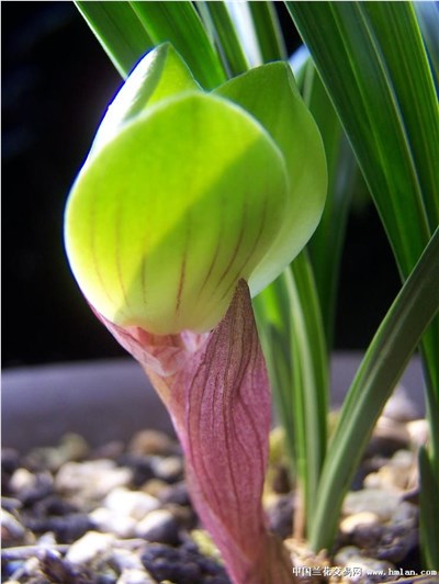 大富贵-品系百科