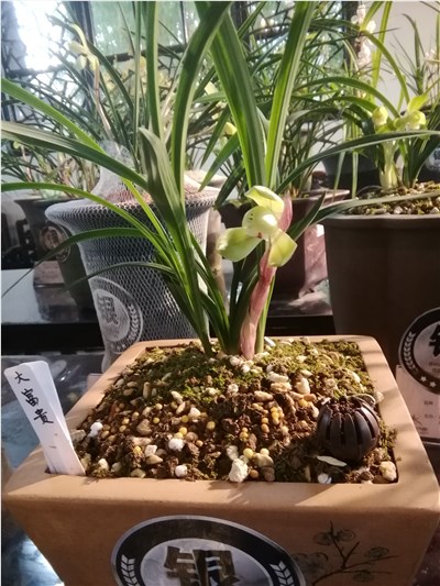 大富贵-品系百科