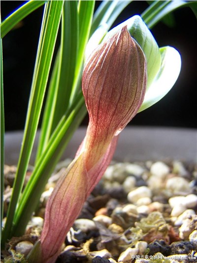 大富贵-品系百科