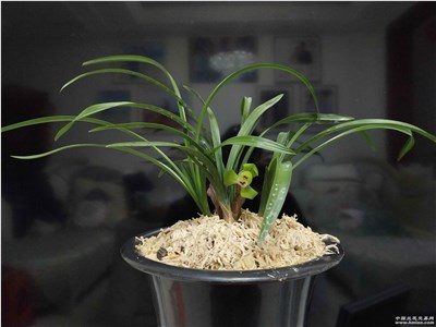 大富贵-品系百科