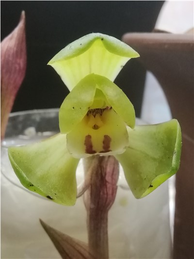 大富贵-品系百科