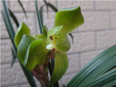 大富贵-品系百科