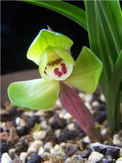 大富贵-品系百科