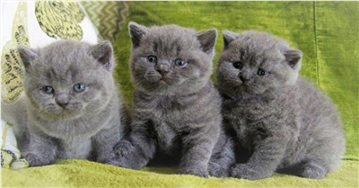 英短蓝猫-品系百科