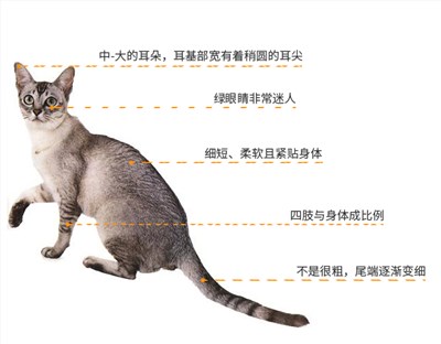 波米拉猫-品系百科
