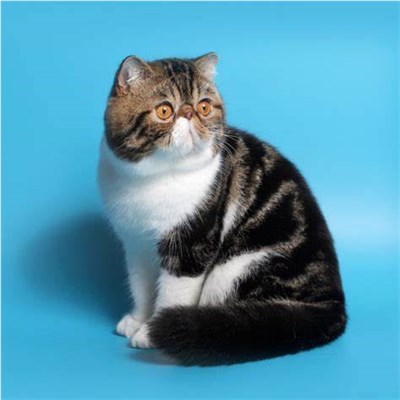 异国短毛猫-品系百科