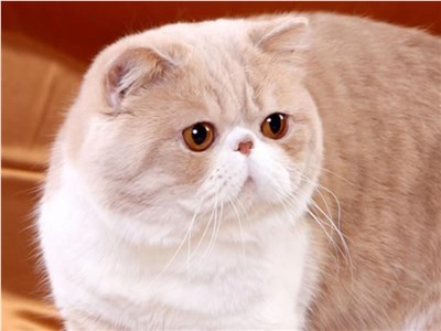 异国短毛猫-品系百科