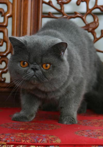 异国短毛猫-品系百科