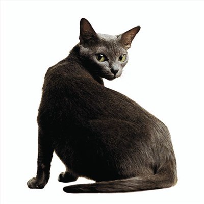 科拉特猫-品系百科