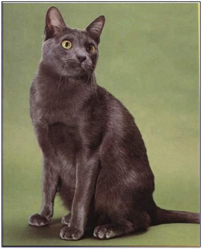 科拉特猫-品系百科