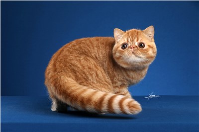 异国短毛猫-品系百科