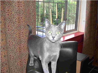 科拉特猫-品系百科