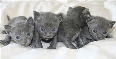 科拉特猫-品系百科