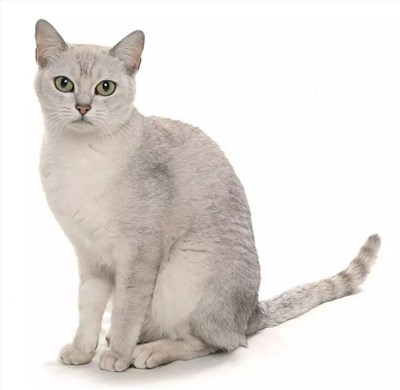 波米拉猫-品系百科 波米拉猫-品系百科