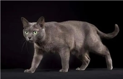 科拉特猫-品系百科