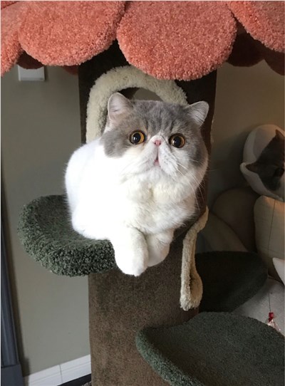 异国短毛猫-品系百科
