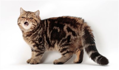 异国短毛猫-品系百科