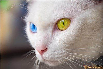泰国曼尼猫-品系百科 泰国曼尼猫-品系百科