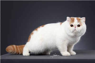 异国短毛猫-品系百科