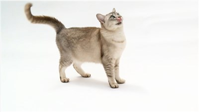 波米拉猫-品系百科