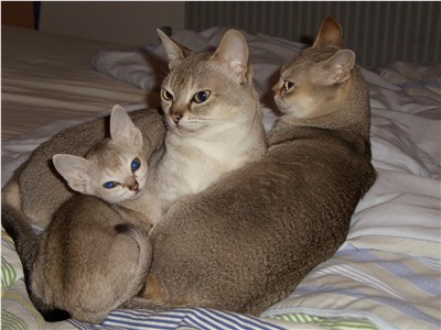 新加坡猫-品系百科