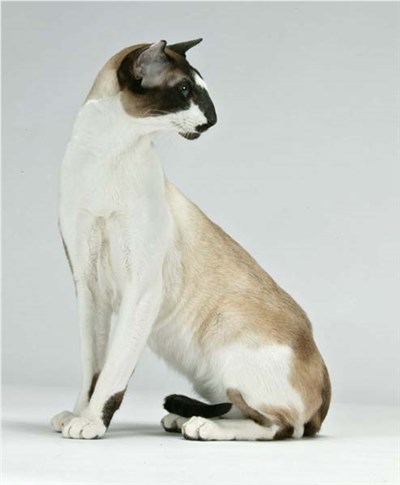 塞舌尔猫-品系百科