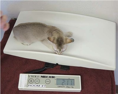 新加坡猫-品系百科
