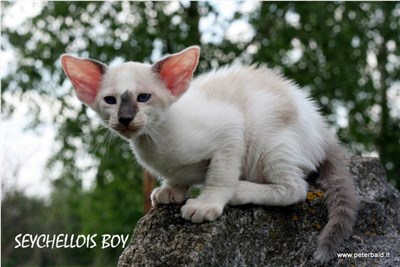 塞舌尔猫-品系百科