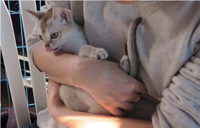 新加坡猫-品系百科