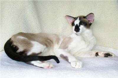 塞舌尔猫-品系百科