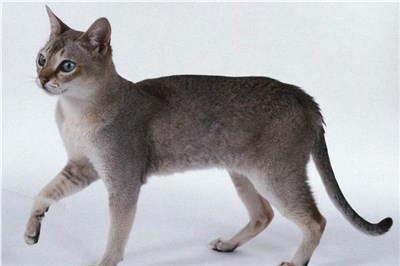 新加坡猫-品系百科 新加坡猫-品系百科