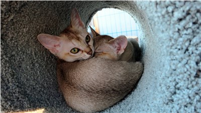新加坡猫-品系百科