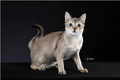 新加坡猫-品系百科