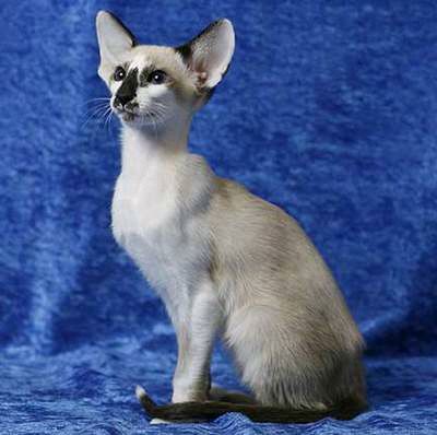 塞舌尔猫-品系百科