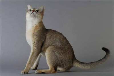 新加坡猫-品系百科