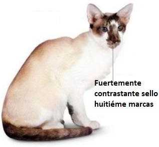 塞舌尔猫-品系百科