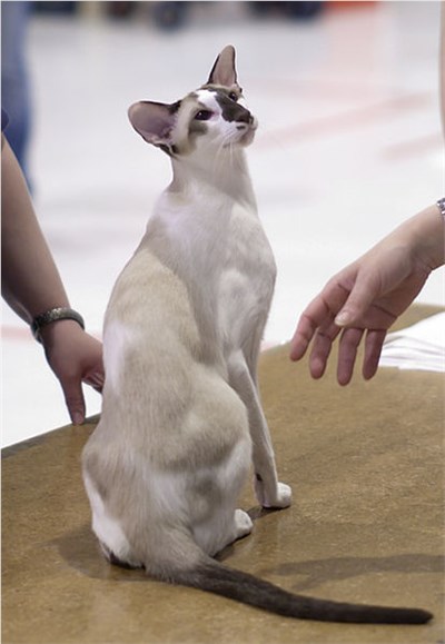 塞舌尔猫-品系百科